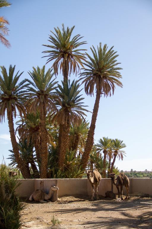 Skoura Lodge מראה חיצוני תמונה